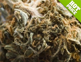 bent seedling cannabis