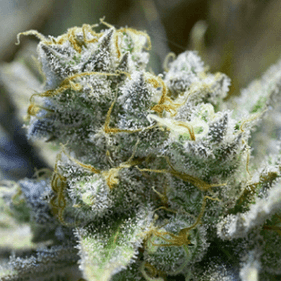 bubble gum weed serious seeds