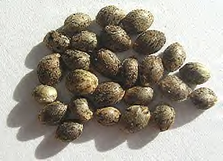 armageddon weed seeds