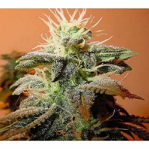 buy cannabis seeds in california