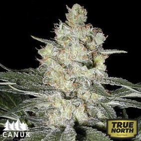 are regular cannabis seeds male or female