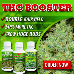 buy cannabis seeds individually