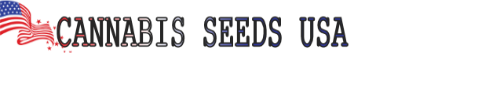 ak 47 cannabis seeds