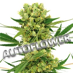 buy marijuana cannabis seeds online