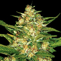 blueberry yum yum weed seeds sale