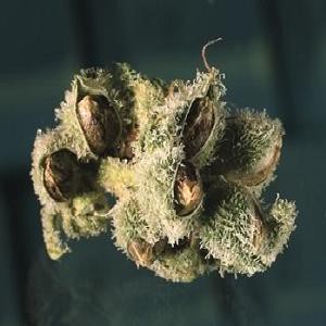 cannabis hemp seeds sterilized