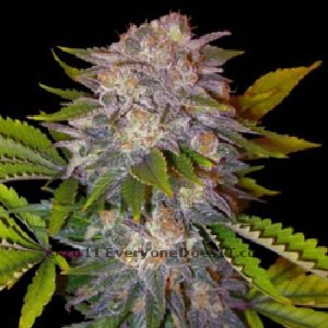 ak 47 marijuana seeds