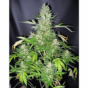 buy feminized cannabis seeds online