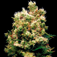 buy ak 47 weed seeds