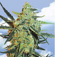 automatic feminised cannabis seeds