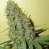 can you buy marijuana seeds online australia