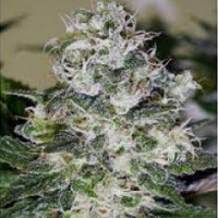 amsterdam marijuana seeds reviews