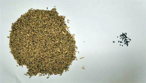 buy ak-47 marijuana seeds