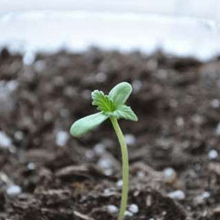cannabis from seed