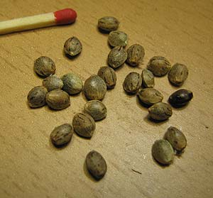 blue hemp cannabis seed
