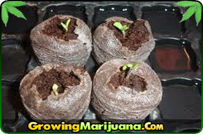 20 cannabis seeds