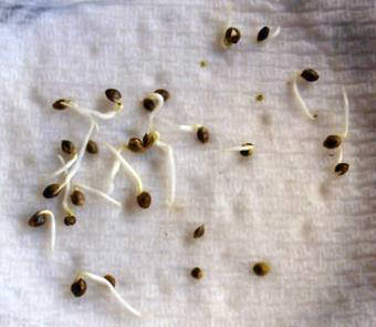 blue weed seeds