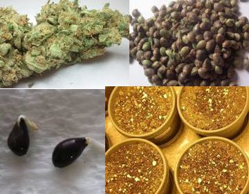 cannabis seed for sale