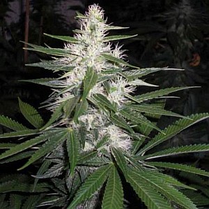 blueberry marijuana seeds dutch passion