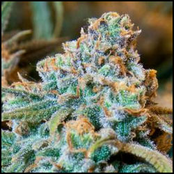 blue haze cannabis seeds