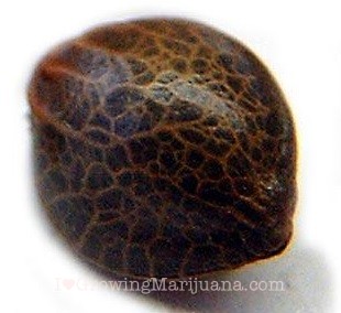 black rose marijuana seeds