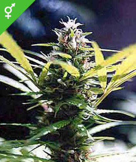 marijuana seed for sale online