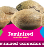 cannabis samen kaufen sensi seeds