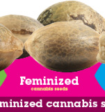 where to order weed seeds