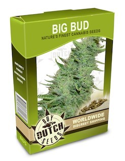 canada weed seeds for sale