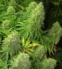 best organic marijuana seeds