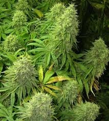 buy feminized seeds weed