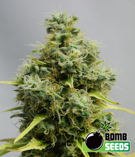 best way buy marijuana seeds usa