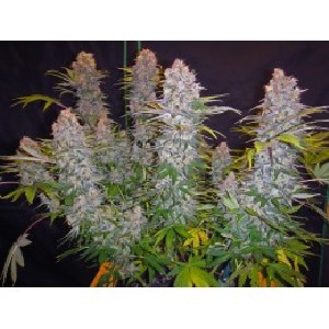 buy marijuana seeds cheap online