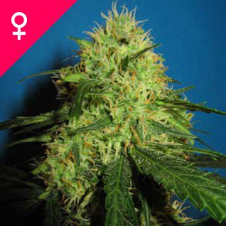 buy female marijuana seeds canada