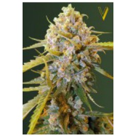 cheap weed seeds uk