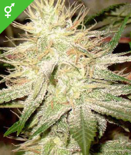 best prices on cannabis seeds