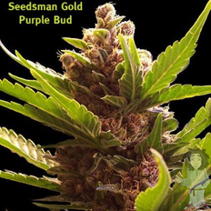 weed seeds usa