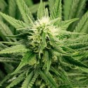 top marijuana seeds