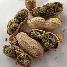 albino cannabis seeds marijuana