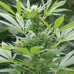 buy weed seeds usa legal