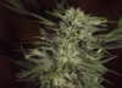 cannabis seed grow