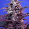 ak47 feminised cannabis seeds