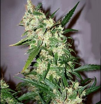 ak47 marijuana seeds