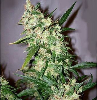 cheapest cannabis seeds uk