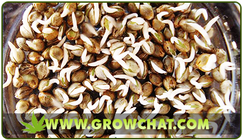 weed seeds buy