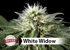 best way to grow weed seeds indoors