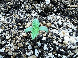 can you smoke crushed marijuana seeds