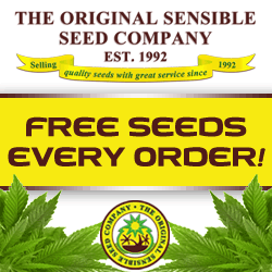 can you order marijuana seeds in canada