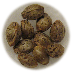 bc weed seeds