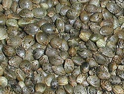 blowfish cannabis seeds